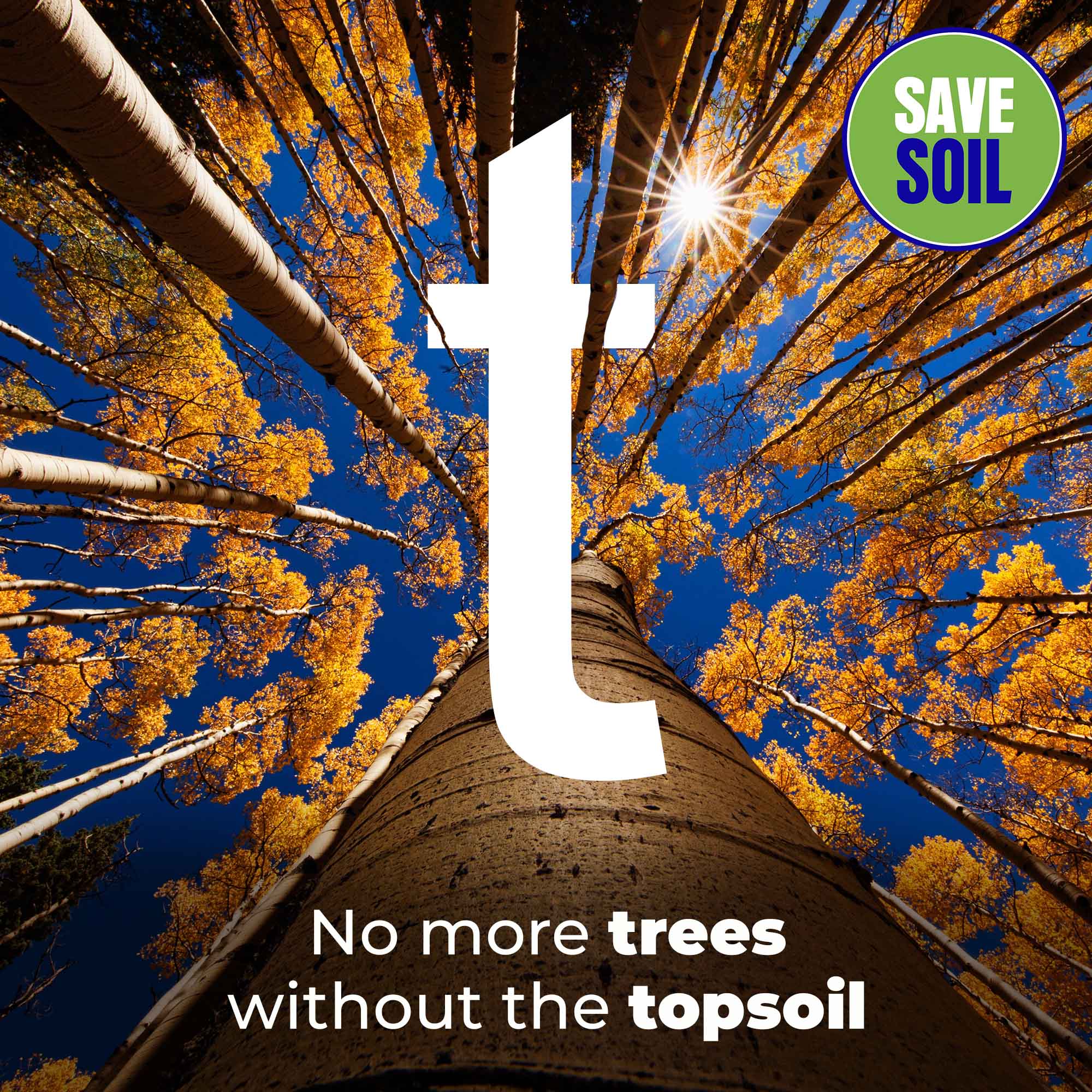 T Trees